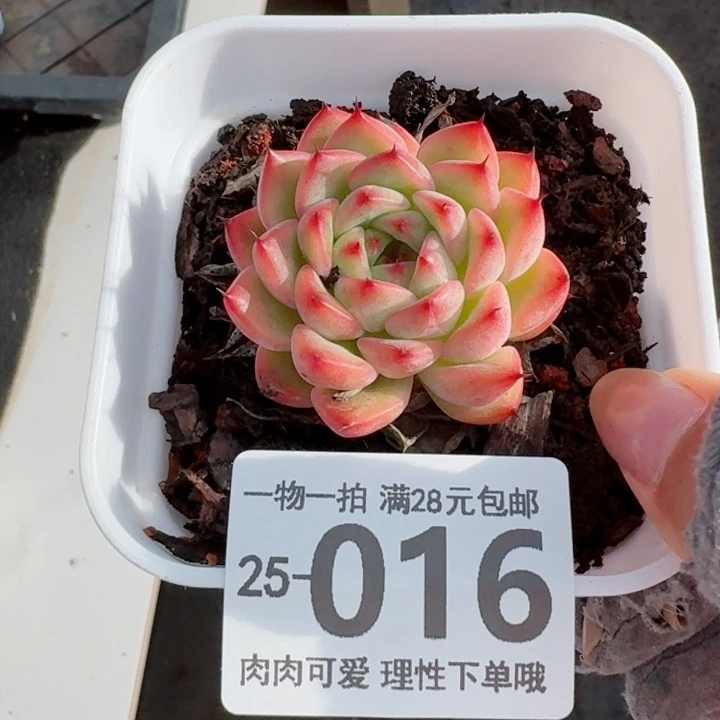 星空珍妮无盆土发货无盆土