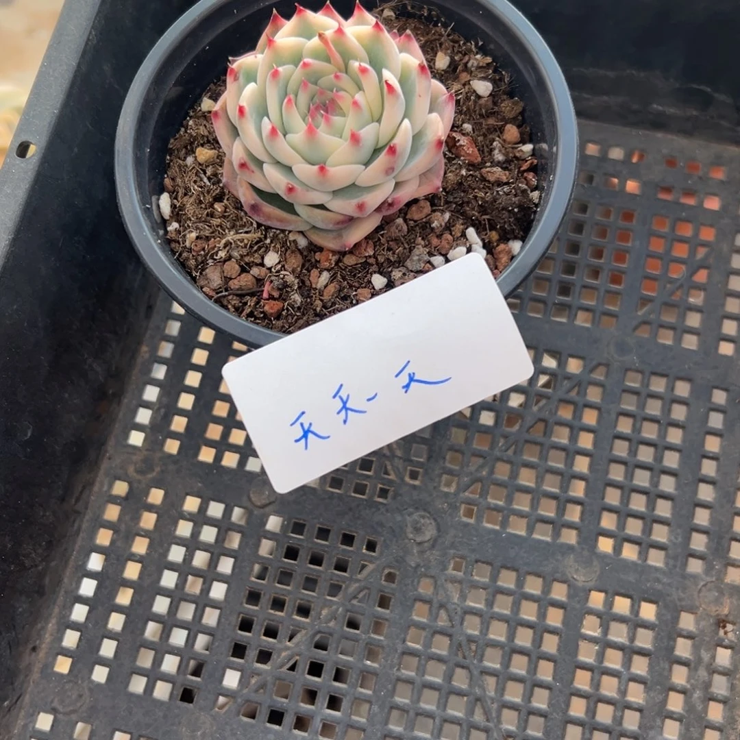 天**天淘多肉吉娃娃锦一个