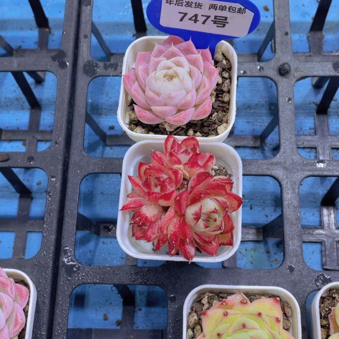 747号蜜桃女王加梦幻女王