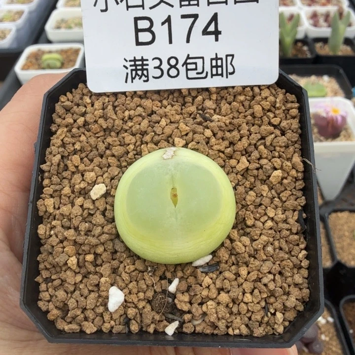拉登2.3厘米 带盆发