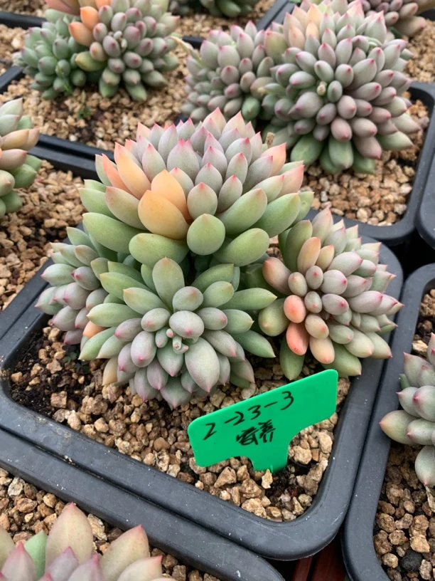 月蒙匠心精品多肉5