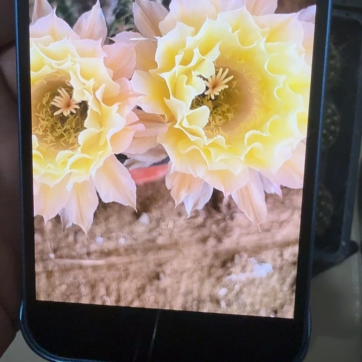 仙人球丽花彩草G472