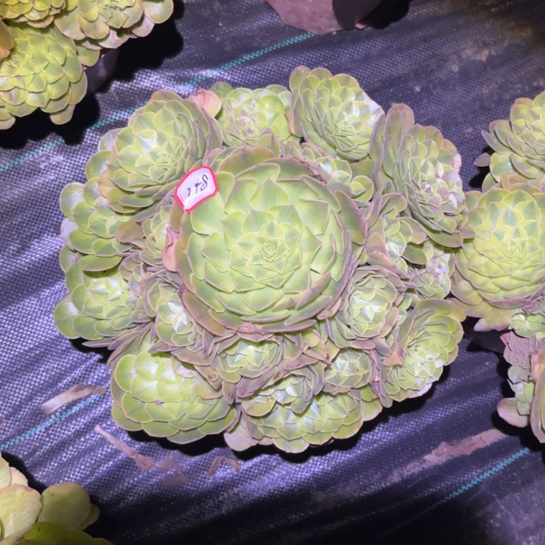 677多肉植物雨荷法师