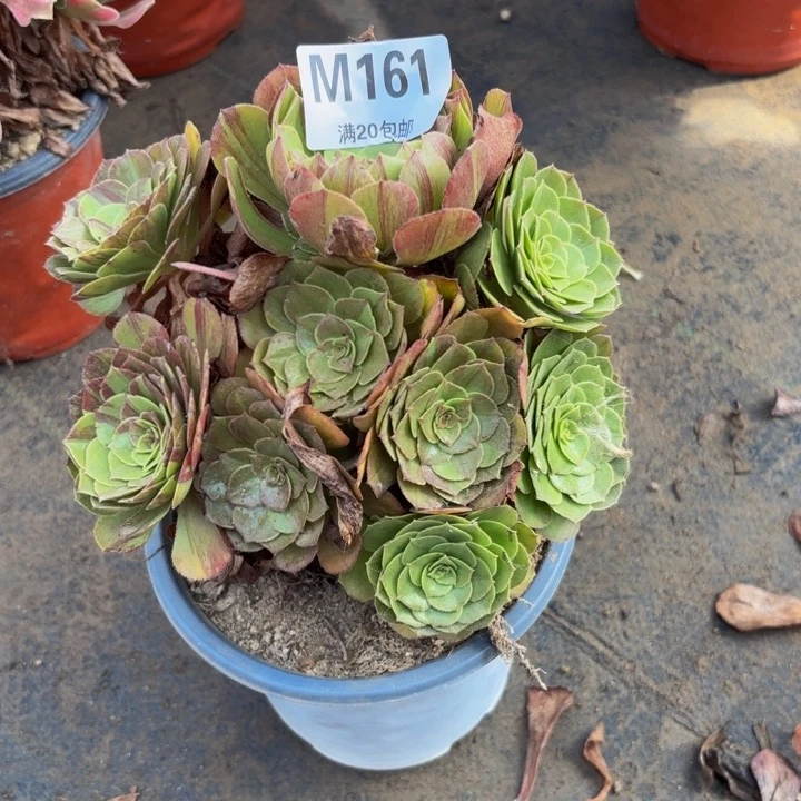 瑞妈多肉园艺161花月夜