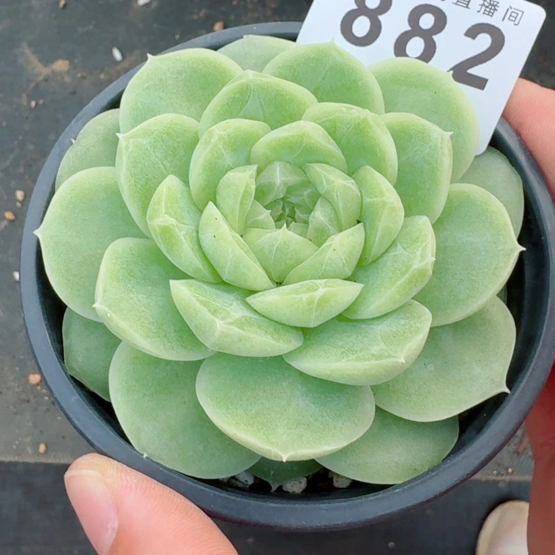草***r梨花白            精美多肉植物