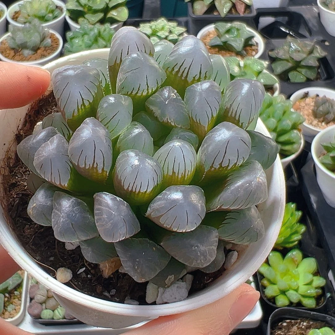 5291玉露多肉植物一颗