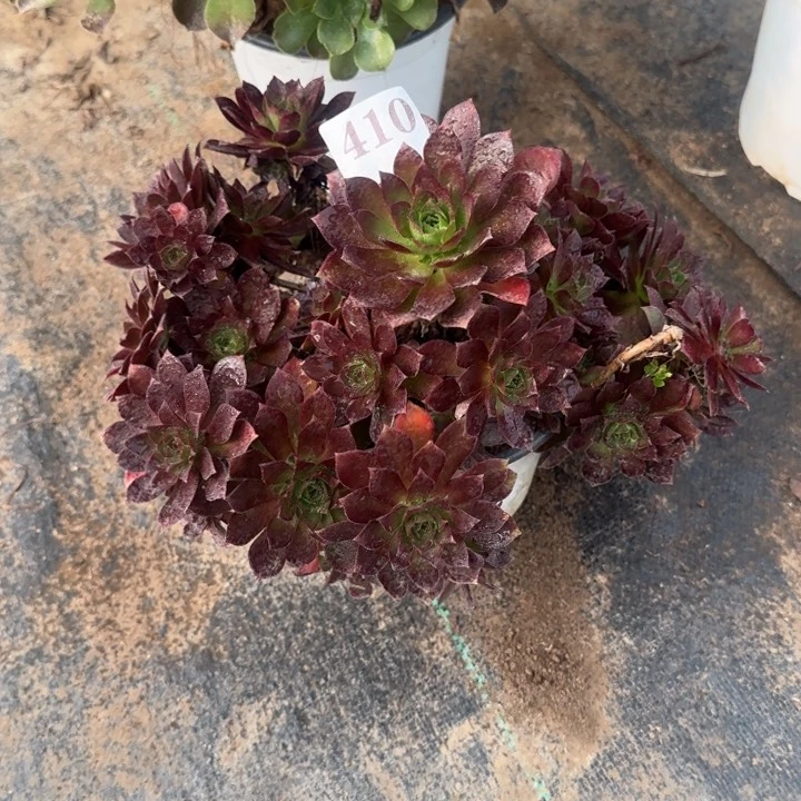 410两单包邮凤凰。