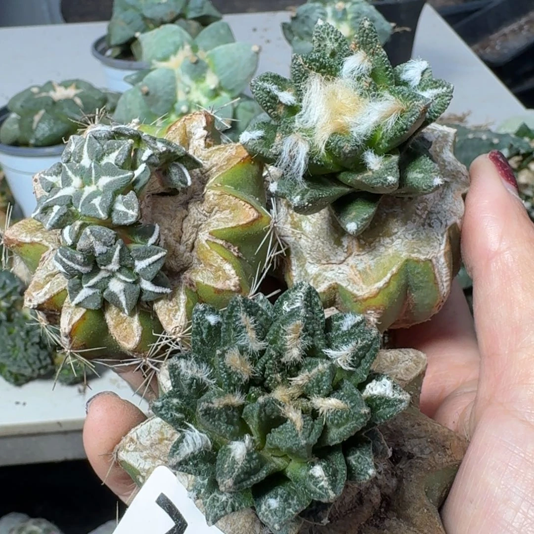 【闪购商品】无花朵福利三颗精品小苗702