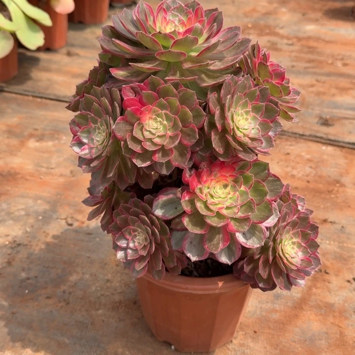 万花筒周正的大的发货