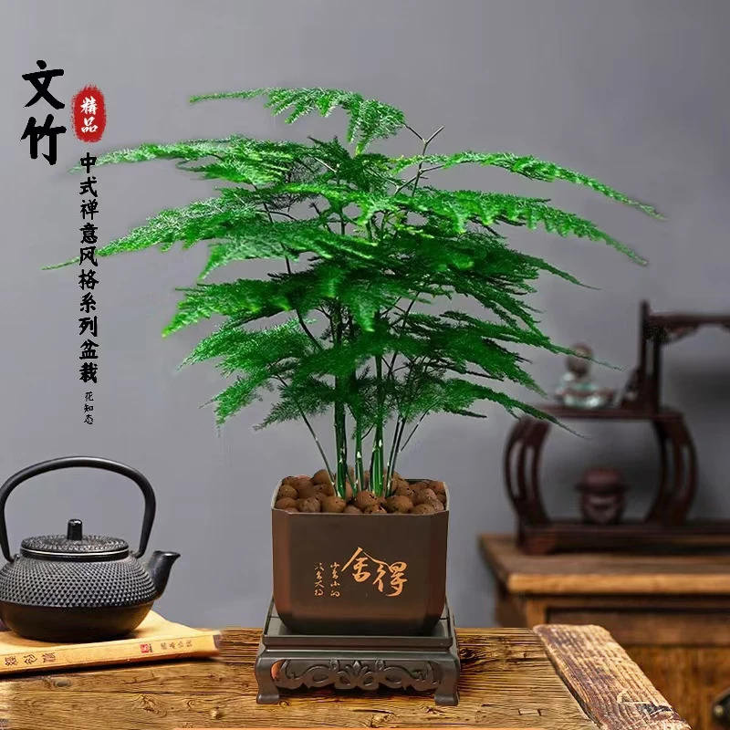 【文竹】古风室内办公室书桌面盆栽美观懒人好养易活绿植物美化
