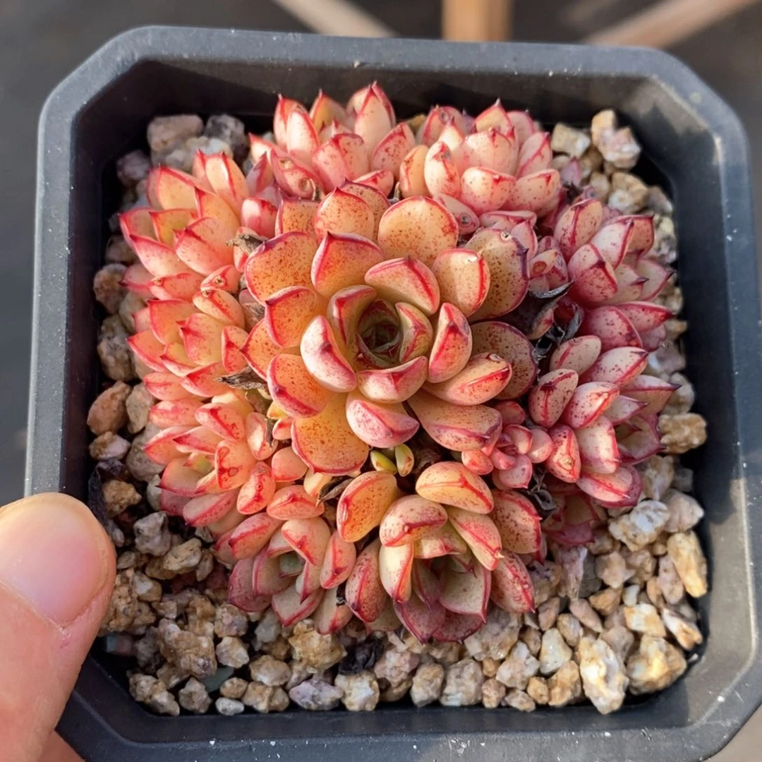 精品多肉一物一拍123