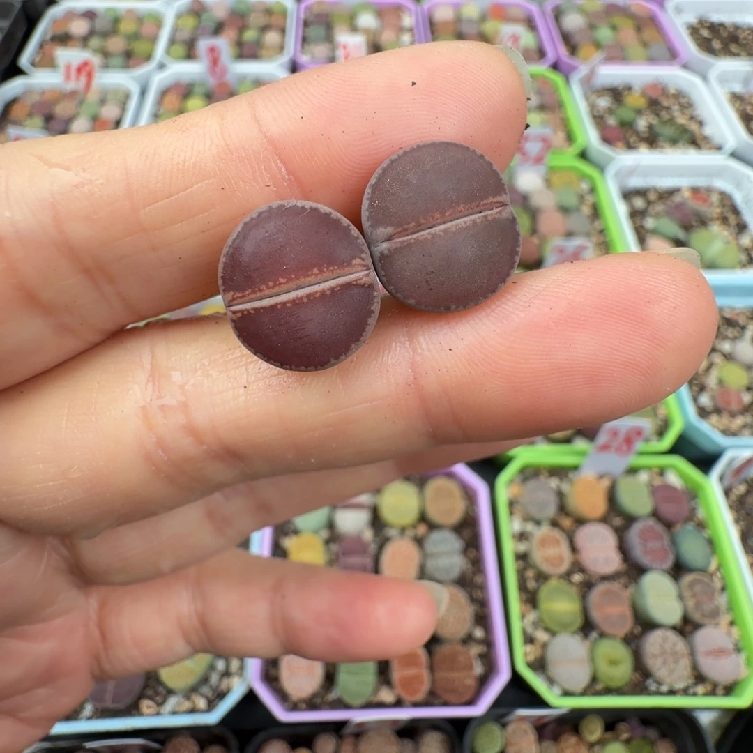 特价KO一对 脱土