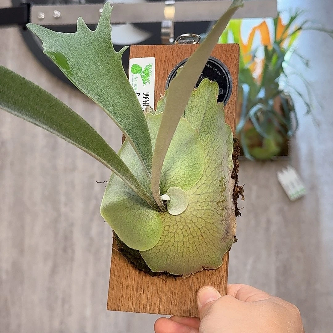 不开花植物野银交爪哇鹿角蕨书签板