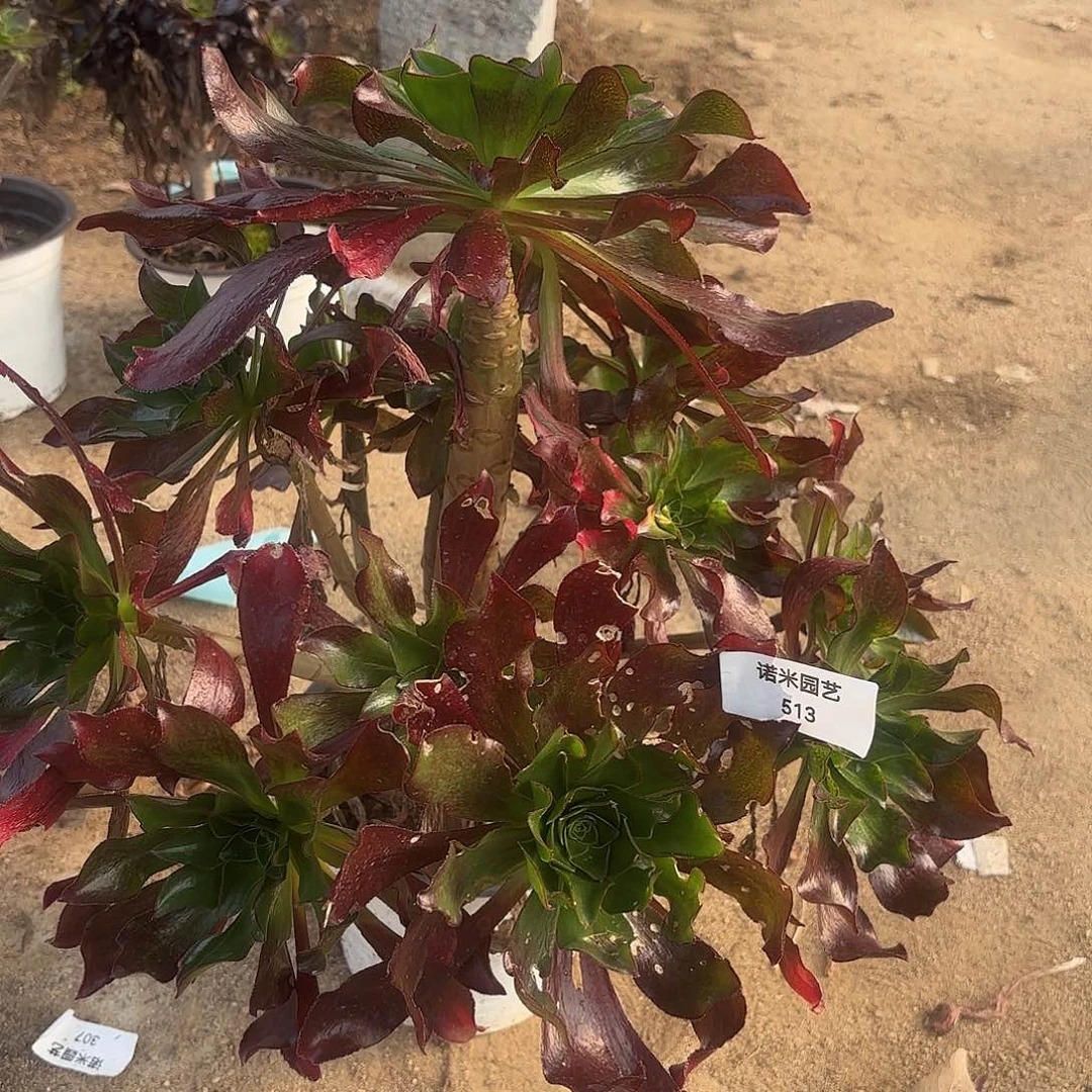 魅影七彩多肉植物513