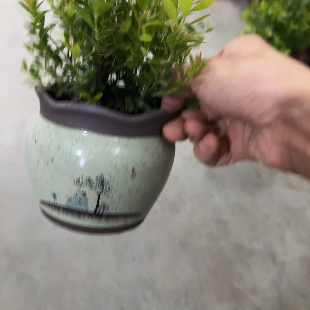 送小叶赤楠·-福利局库存尾单·有孔花盆当天满9元发