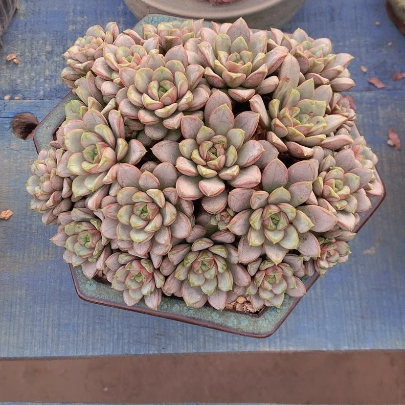 【闪购商品】彩虹葡萄