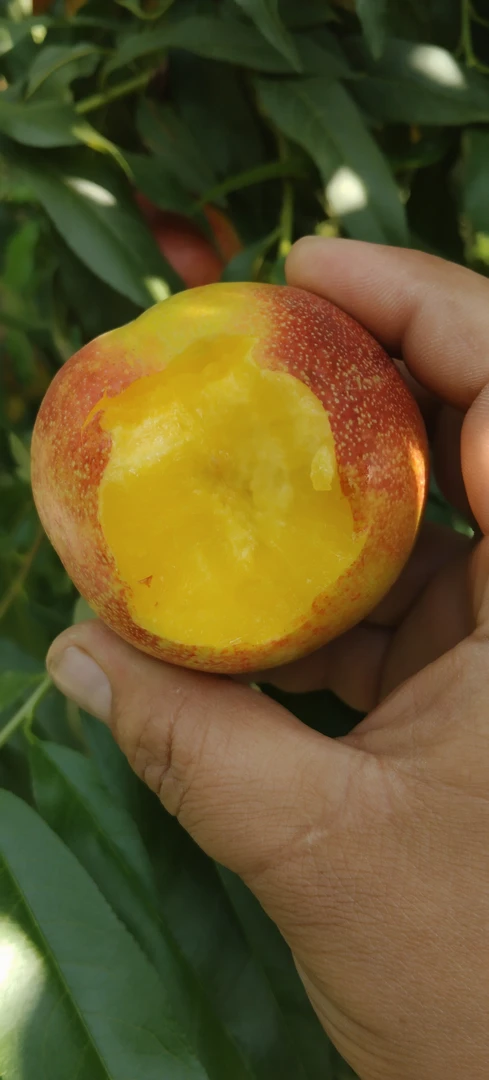 头茬新鲜麻脸黄心油桃脆甜多汁顺丰包邮孕妇水果