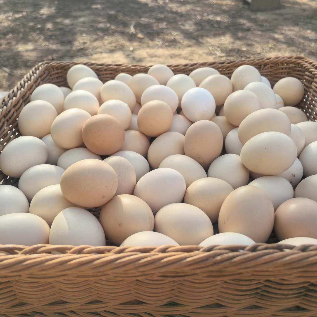 农家散养鸡蛋正宗土鸡蛋溜达鸡蛋营养丰富浓郁宝宝