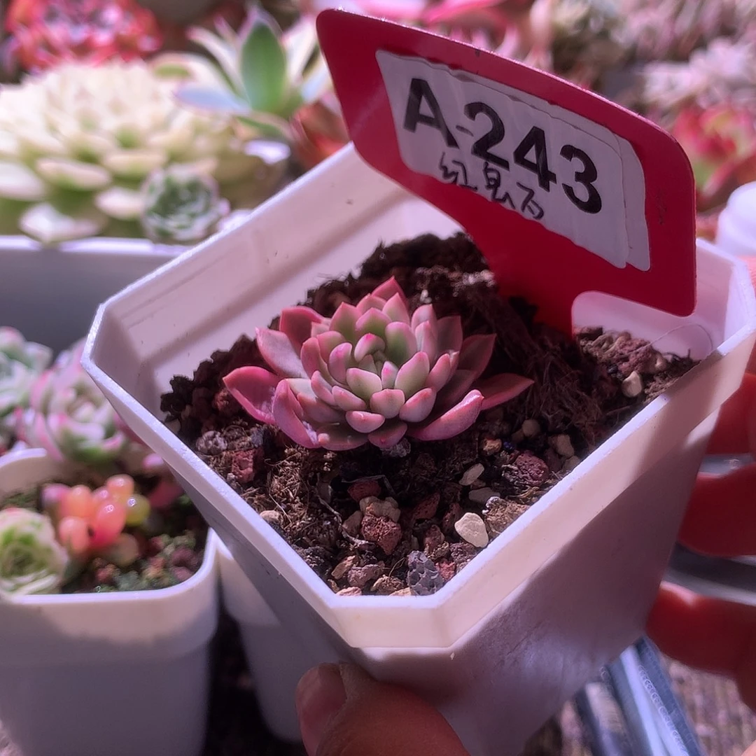 红宝石覆轮锦有根