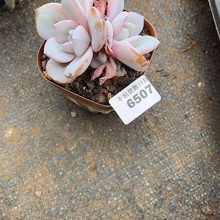 阿雅园艺。       6507奶茶