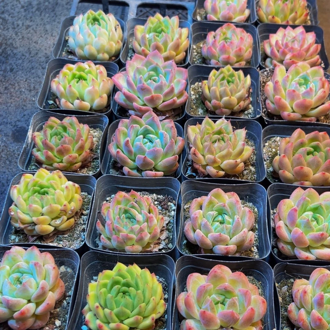 661多肉植物的生长发育规律