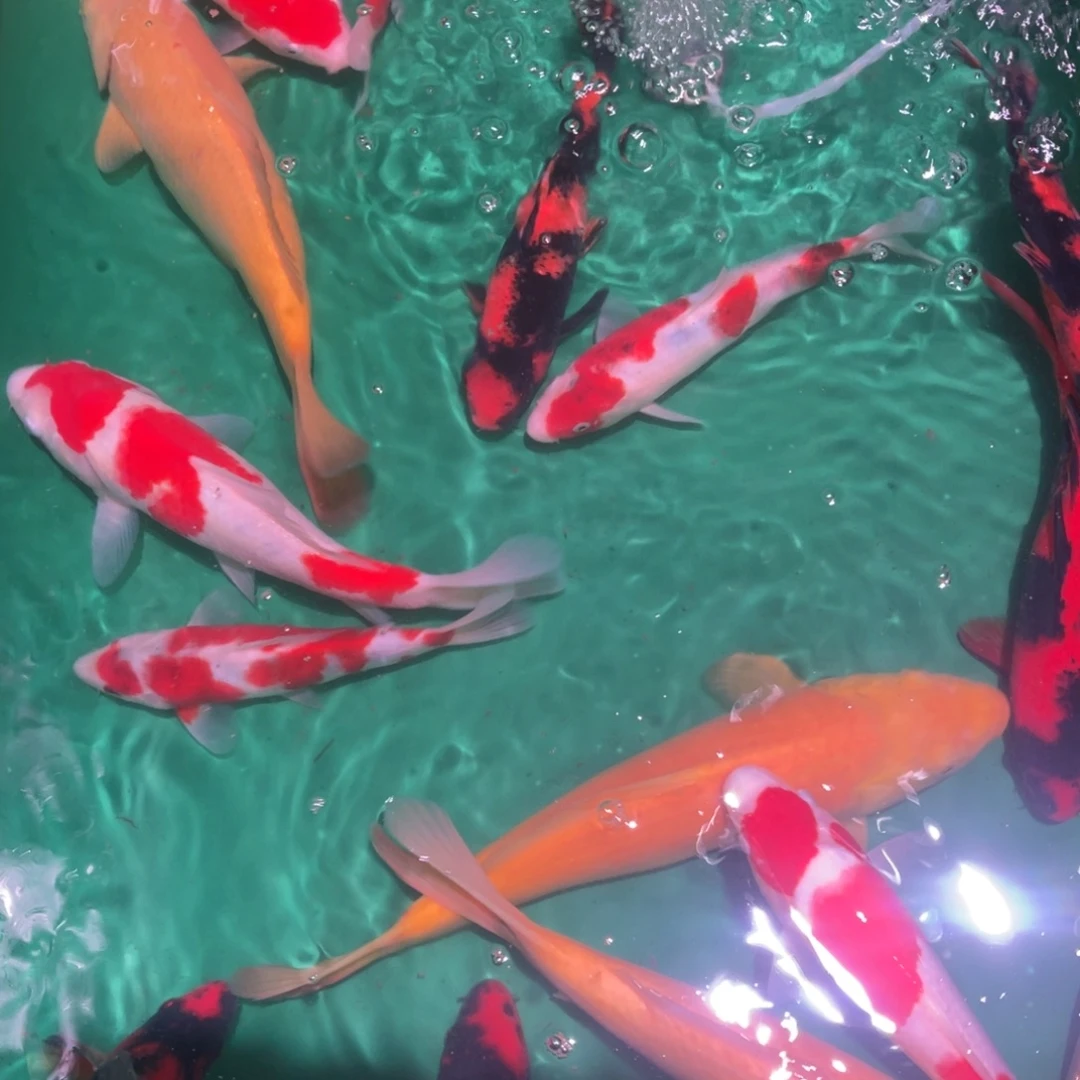 海水鱼 高端精品锦鲤