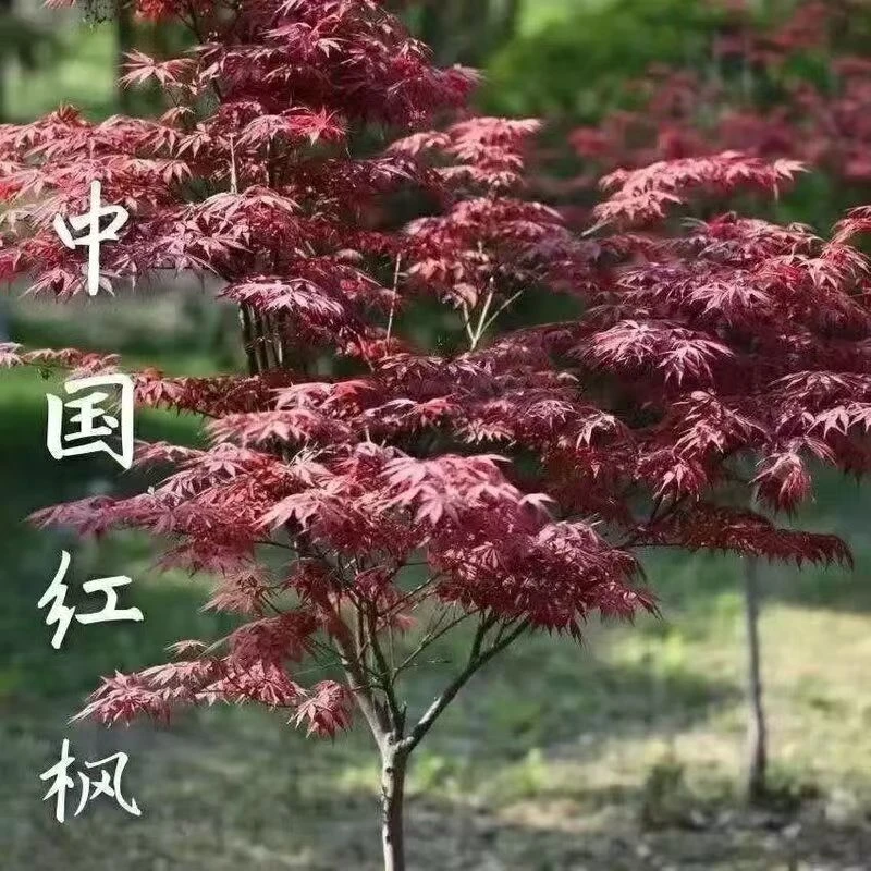 红枫树苗四季红庭院美国红枫日本红舞姬盆栽耐寒植物黄金枫绿化苗