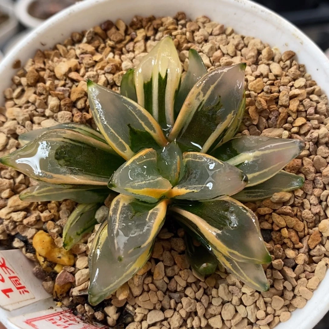 186西瓜变异一物一拍