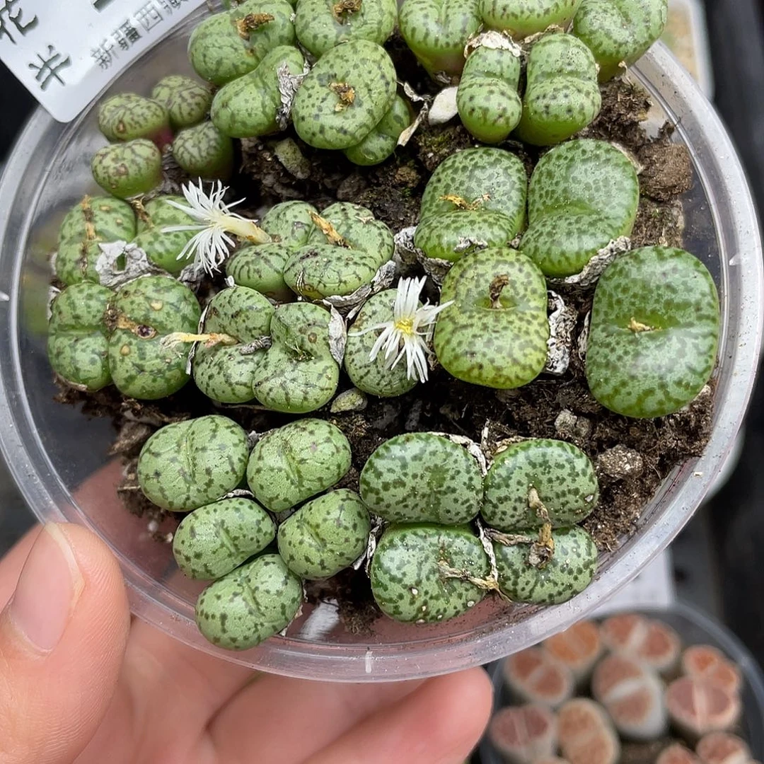 11000000花花花花花花花