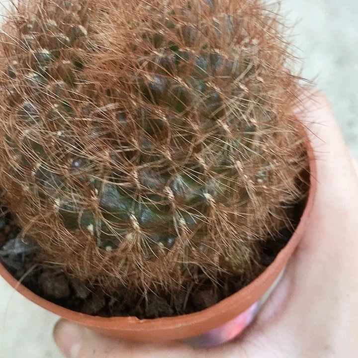 红刺沟宝，，2568999