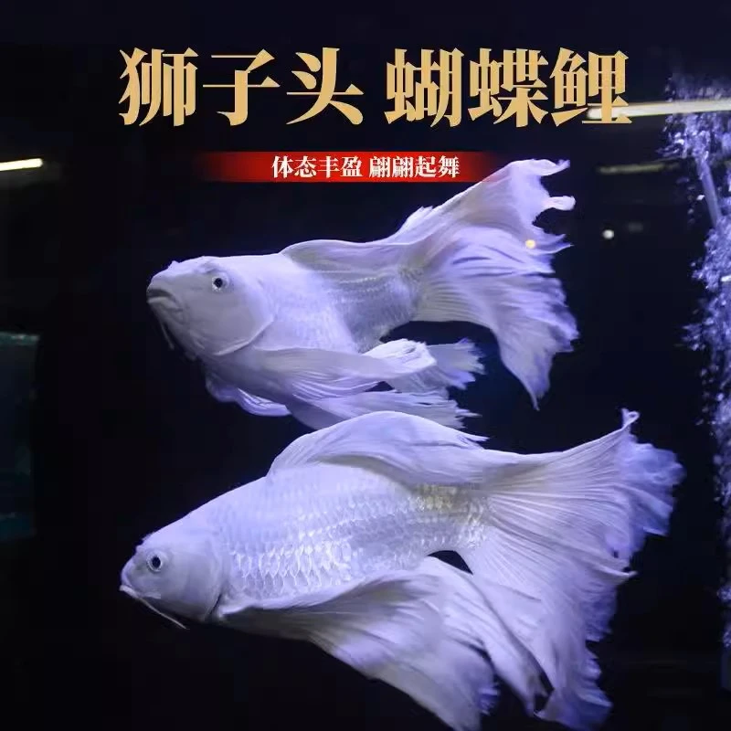 【改价】狮子头蝴蝶鲤赛级纯种球短体观赏鱼小缸养淡水精品