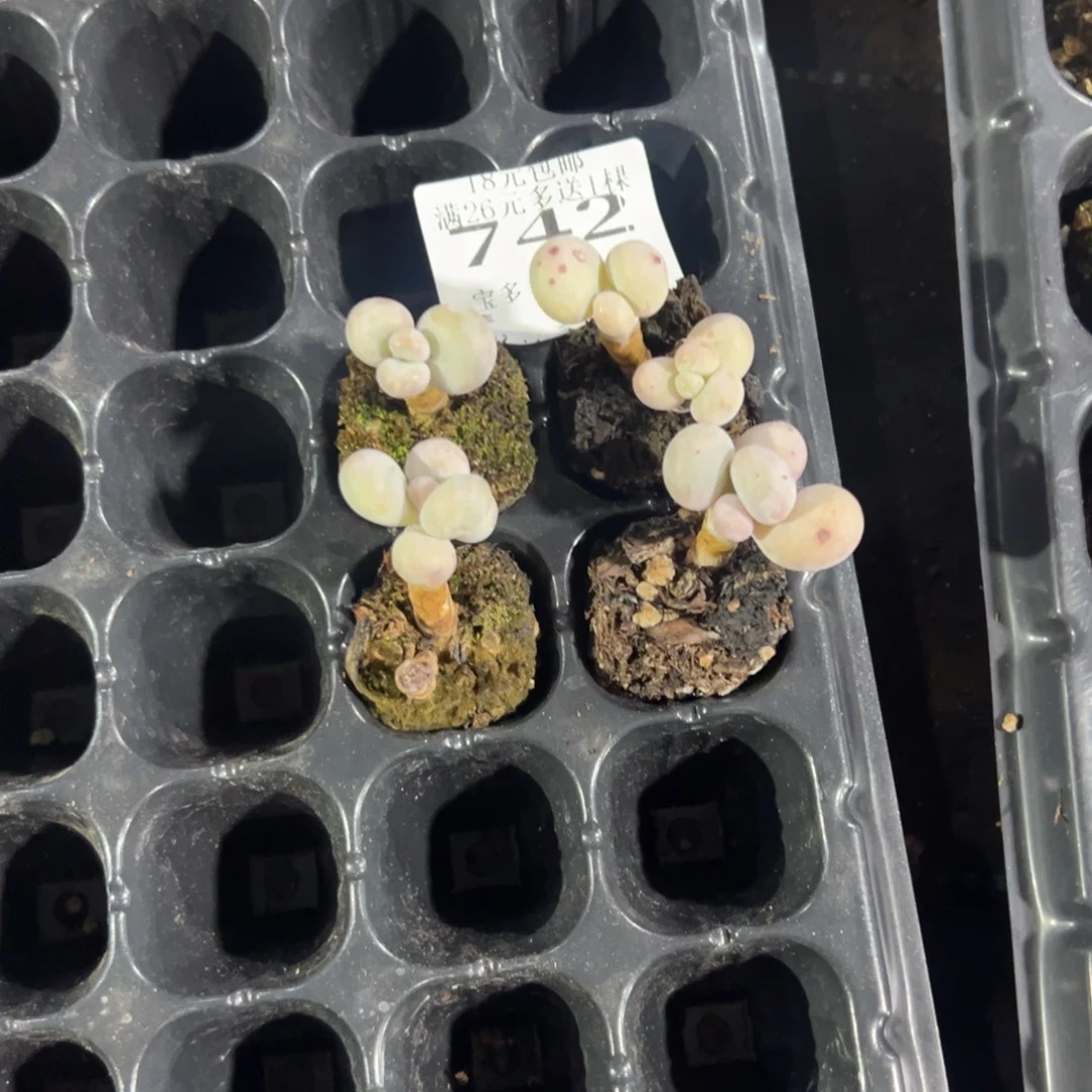 小***了742号瑕疵奶酪到手4颗一物一拍