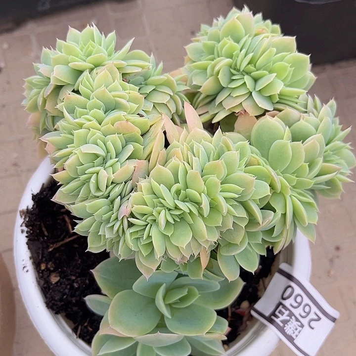 多明戈缀2660的植物