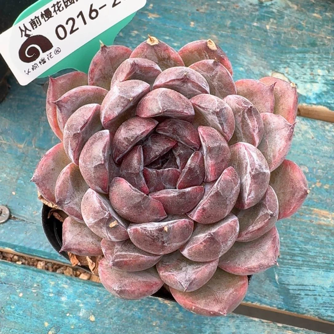 从前慢多肉精选编号0216.204