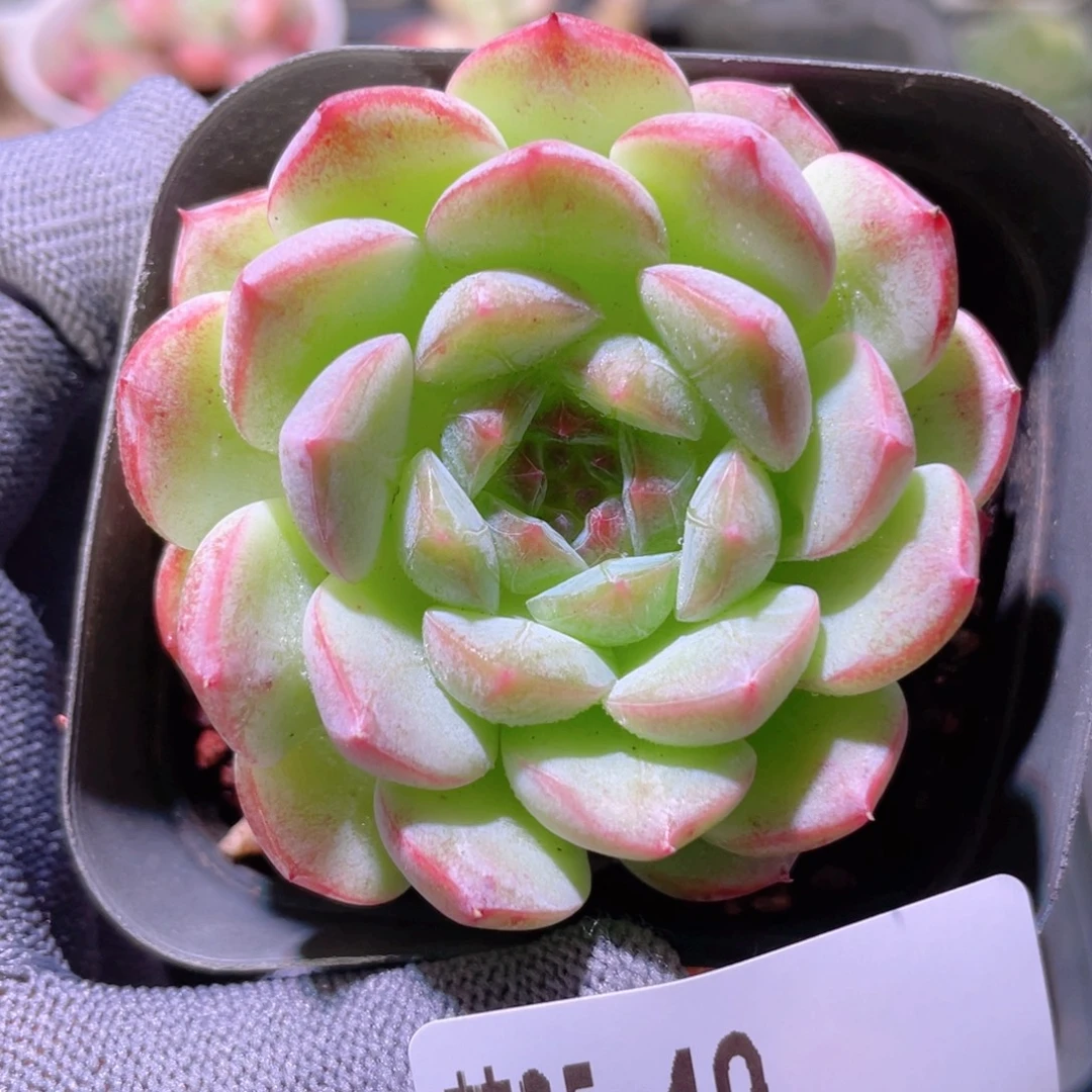 花利美25-49白桃汽水