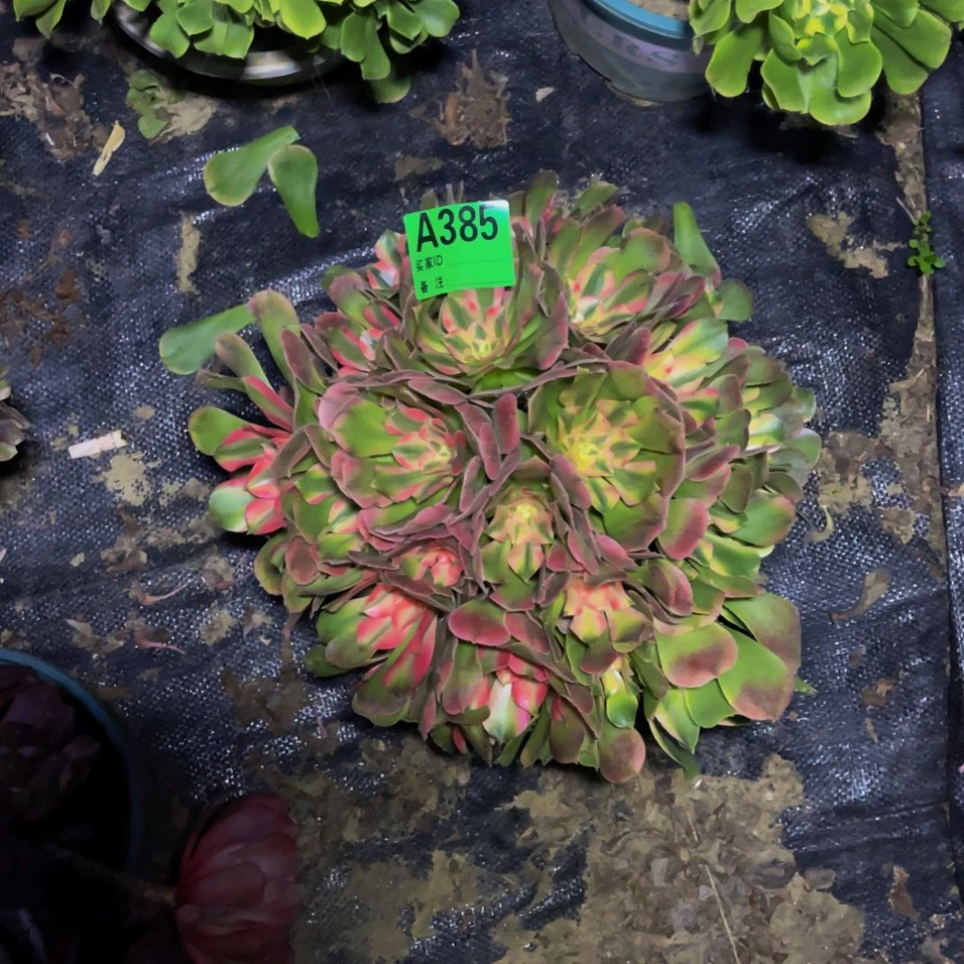 香妃法师朵朵1-22