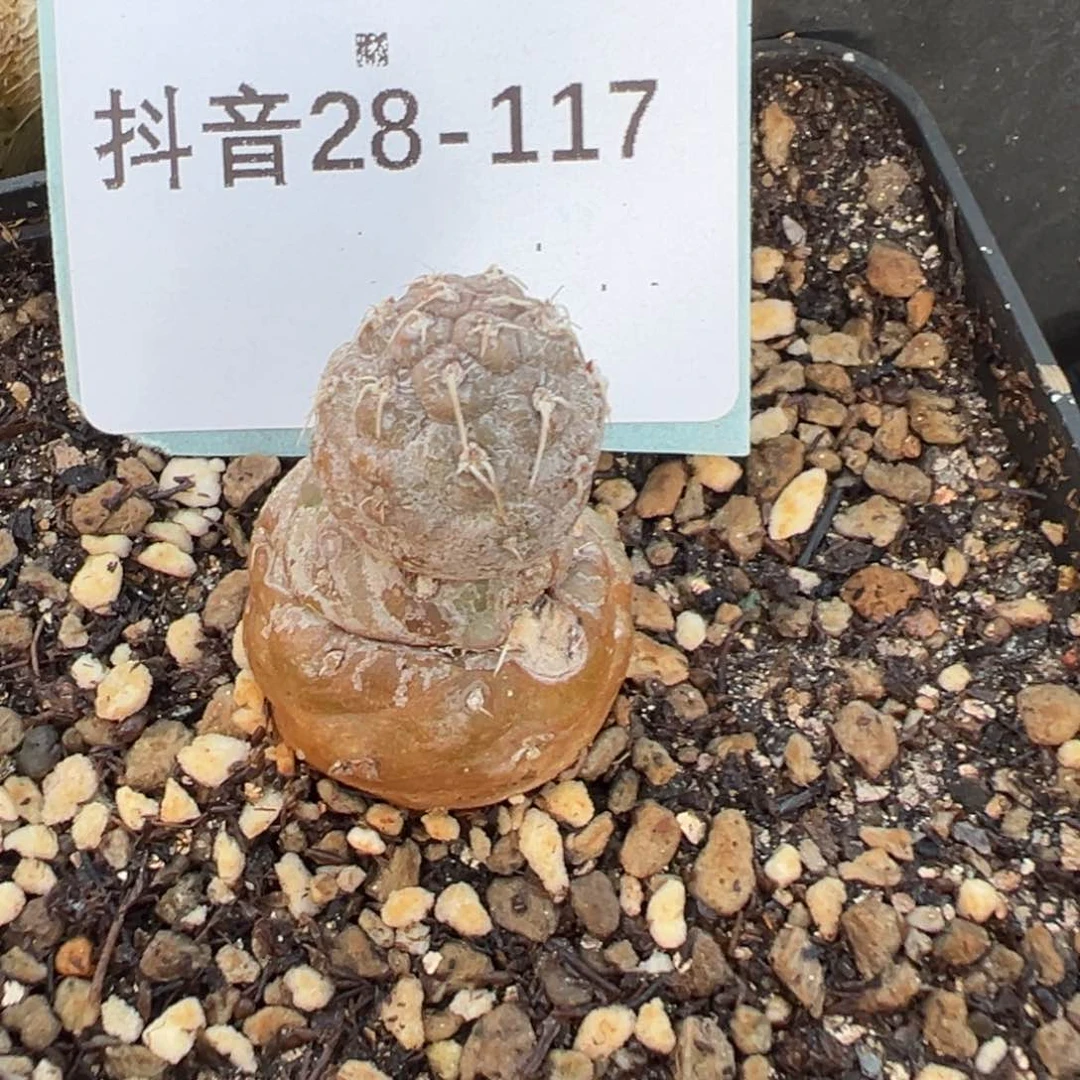 28-117肉锥多肉植物