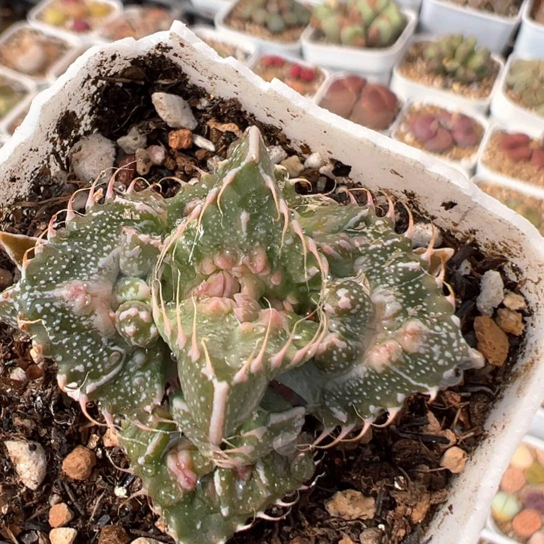 64多肉植物百科知识