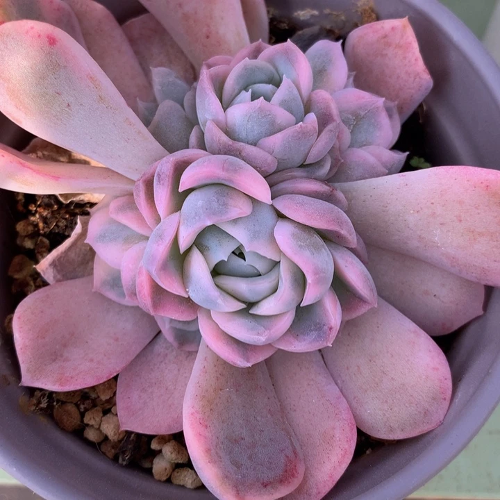 雪球锦底座锦上园艺一物一拍