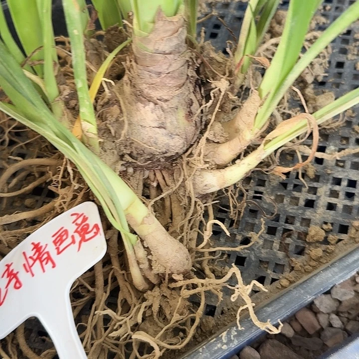 诗情画意朱顶红一棵2+