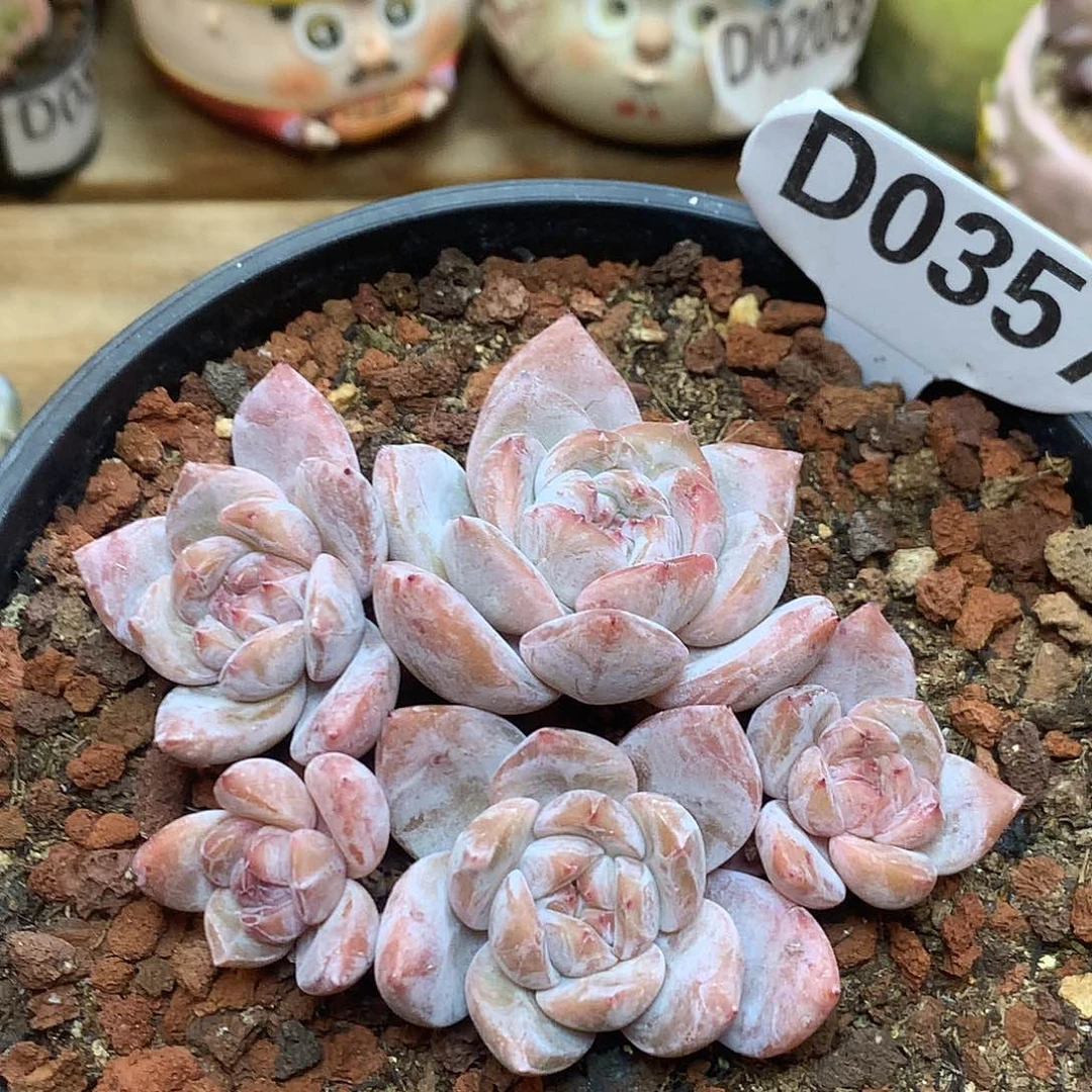 D0357 星影 一头一桩 10cm