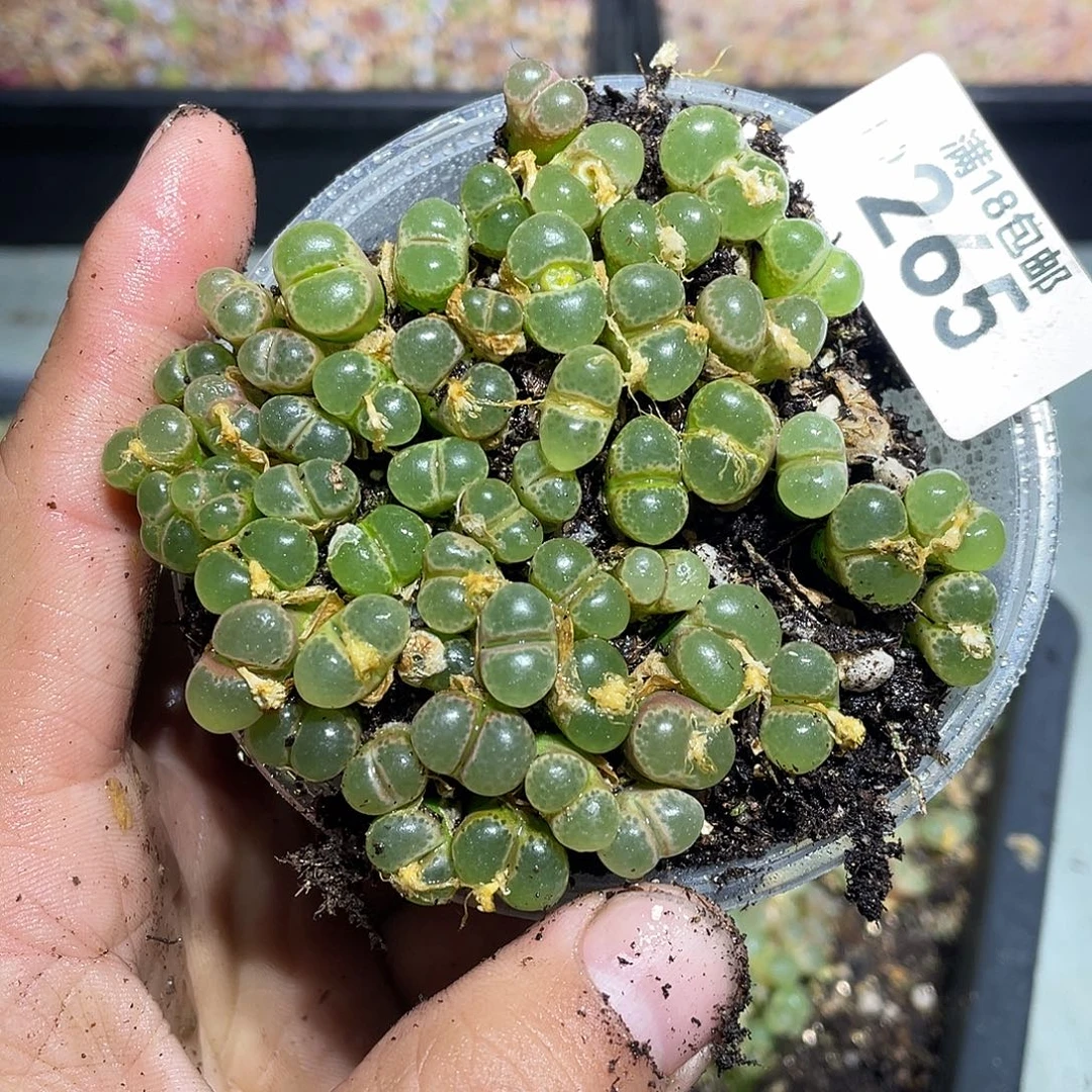 当天凑满十八元包邮生石花