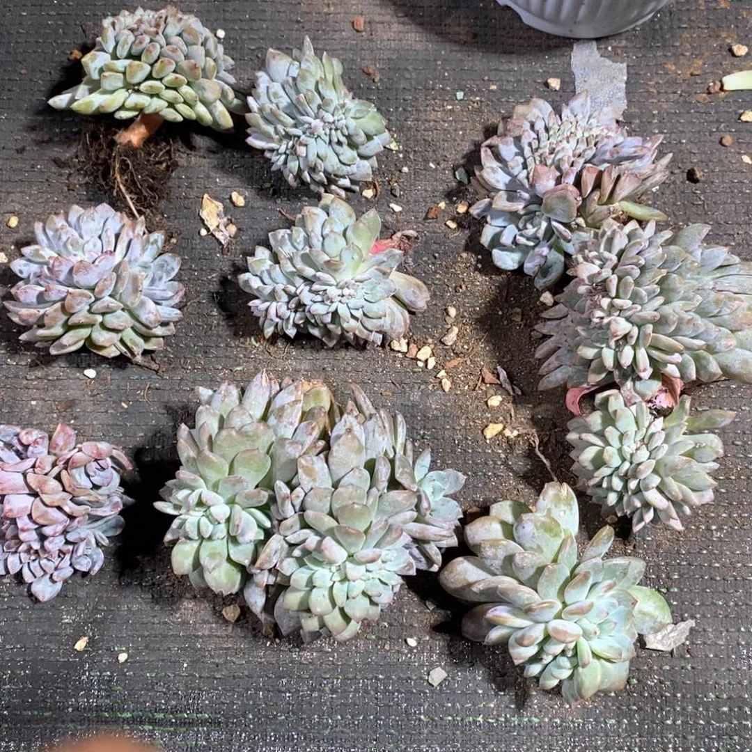 芳***成180668668889988569868