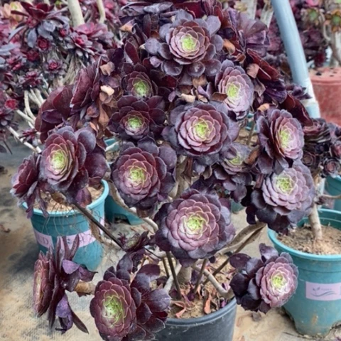 红桐多肉植物041