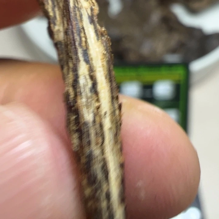 詹***姐沉香碎屑沉香海南霸王岭沉水树心油0.35g