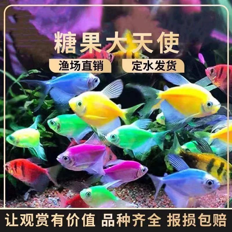 源头渔场直发七彩天使鱼小型热带观赏鱼工具颜色孔雀鱼群鱼观赏鱼