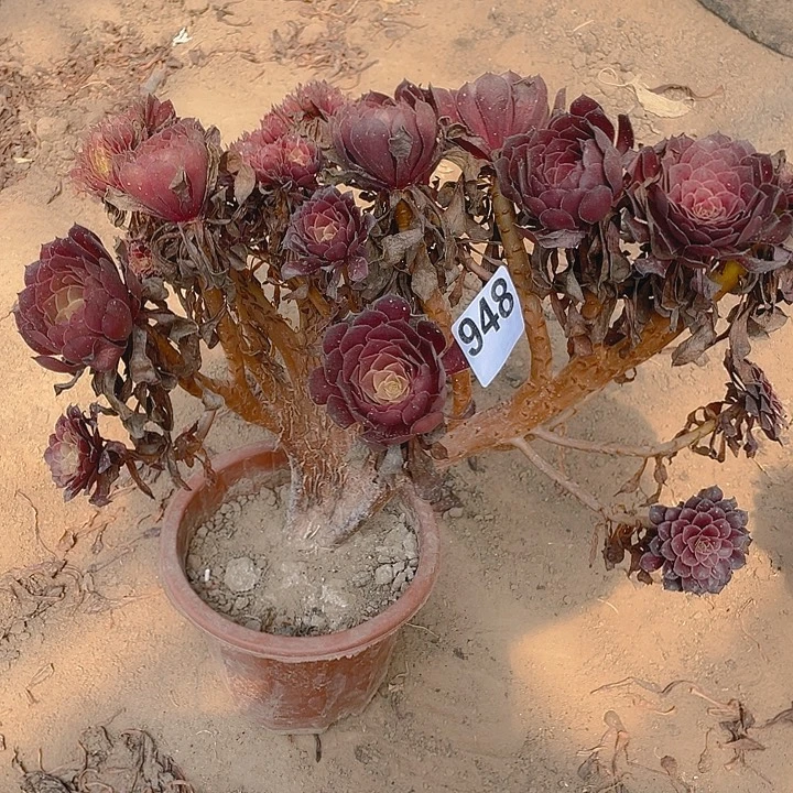 948黑铜壶缀整板大观府