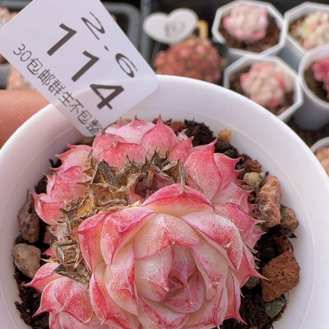 女王群一颗脱土发货