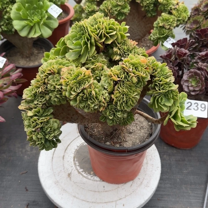 2***8多肉植物提取精华239