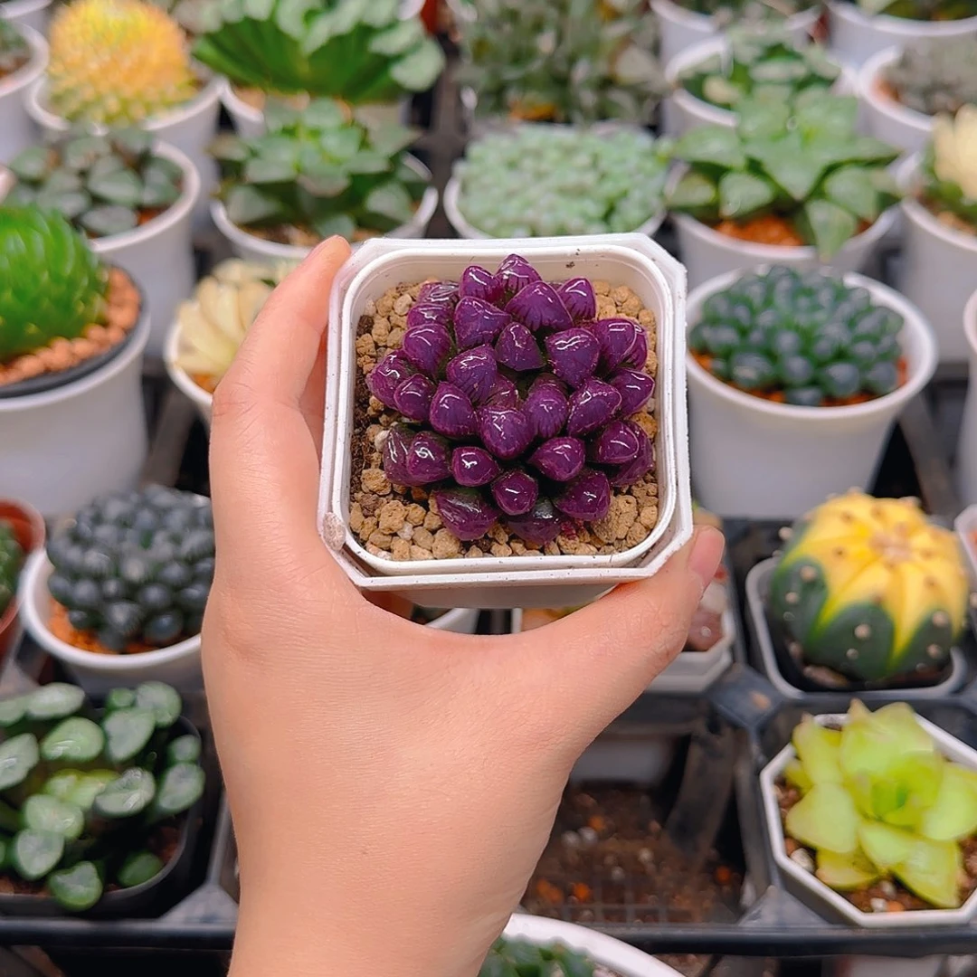 紫宝石冰灯玉露，原盆